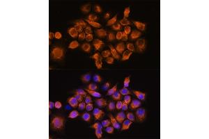 Immunofluorescence analysis of HeLa cells using A Rabbit pAb (ABIN3016751, ABIN3016752, ABIN3016753 and ABIN6219833) at dilution of 1:100. (ADRA2A Antikörper  (AA 240-380))