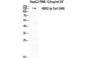 Western Blot (WB) analysis of HepG2+PMA cells using Phospho-Neu (Y1248) Polyclonal Antibody. (NEURL Antikörper  (pTyr1248))