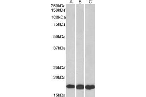 ABIN184900 (0. (UBE2L3 Antikörper  (C-Term))
