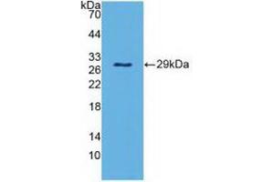 Western blot analysis of recombinant Mouse PAOX. (PAOX Antikörper  (AA 130-356))