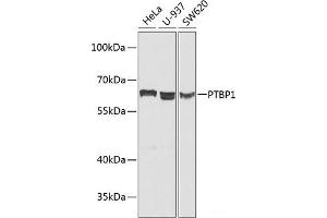 Western blot analysis of extracts of various cell lines using PTBP1 Polyclonal Antibody at dilution of 1:1000.