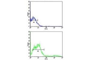 Flow cytometric analysis of NCI-H292 cells using CD8 antibody (bottom histogram) compared to a negative control (top histogram). (CD8 alpha Antikörper  (AA 150-180))
