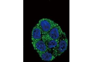 Confocal immunofluorescent analysis of PLA2G6 Antibody (Center) (ABIN653895 and ABIN2843138) with HepG2 cell followed by Alexa Fluor? (PLA2G6 Antikörper  (AA 551-580))