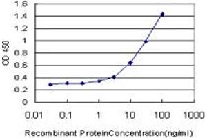 Detection limit for recombinant GST tagged NNMT is approximately 1ng/ml as a capture antibody. (NNMT Antikörper  (AA 1-264))