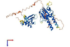 IRF8 Protein (AA 1-424) (His tag)