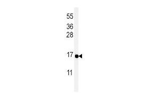 Western blot analysis of PYY Antibody (C-term) (ABIN651296 and ABIN2840175) in MCF-7 cell line lysates (35 μg/lane). (Peptide YY Antikörper  (C-Term))