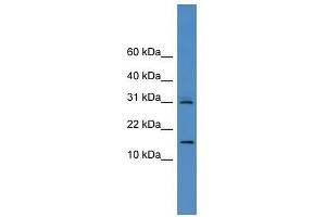 CST8 antibody used at 0. (CST8 Antikörper  (N-Term))