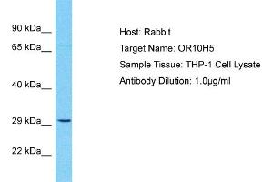 Host: Rabbit Target Name: OR10H5 Sample Type: THP-1 Whole Cell lysates Antibody Dilution: 1. (OR10H5 Antikörper  (C-Term))
