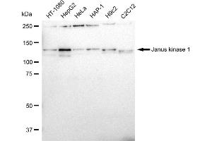 anti-Janus Kinase 1 (JAK1) antibody