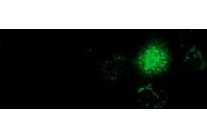 Anti-GSTT2 mouse monoclonal antibody (ABIN2453098) immunofluorescent staining of COS7 cells transiently transfected by pCMV6-ENTRY GSTT2 (RC200040). (GSTT2 Antikörper)