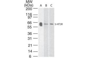 Serotonin Receptor 3A Western Blot. (Serotonin Receptor 3A Antikörper)