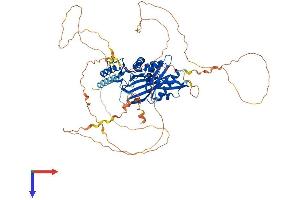 SYN1 Protein (AA 1-706) (His tag)