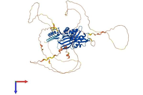 SYN1 Protein (AA 1-706) (His tag)