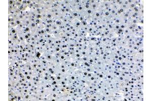 HDGF was detected in paraffin-embedded sections of mouse liver tissues using rabbit anti- HDGF Antigen Affinity purified polyclonal antibody (Catalog # ) at 1 µg/mL. (HDGF Antikörper  (C-Term))