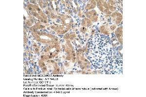 Human kidney (MGC39633 (N-Term) Antikörper)