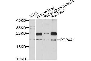 Western blot analysis of extracts of various cell lines, using PTP4A1 antibody (ABIN5998630) at 1:3000 dilution. (PTP4A1 Antikörper)