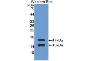 Western Blotting (WB) image for anti-Chemokine (C-C Motif) Ligand 2 (CCL2) (AA 24-99) antibody (ABIN3201300) (CCL2 Antikörper  (AA 24-99))