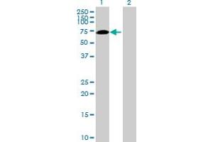 Western Blot analysis of SWAP70 expression in transfected 293T cell line by SWAP70 MaxPab polyclonal antibody. (SWAP70 Antikörper  (AA 1-585))