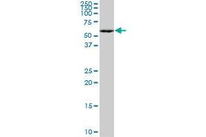 MEF2A monoclonal antibody (M15), clone 1C8. (MEF2A Antikörper  (AA 71-170))