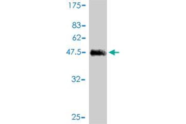 KCNE4 antibody  (AA 1-170)
