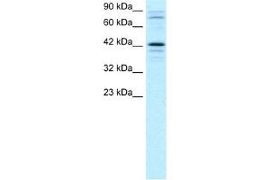WB Suggested Anti-SOX18 Antibody Titration:  2. (SOX18 Antikörper  (Middle Region))