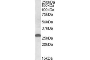 Image no. 1 for anti-Apolipoprotein M (APOM) (Internal Region) antibody (ABIN375171) (Apolipoprotein M Antikörper  (Internal Region))