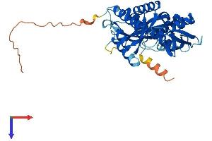 MRPL39 Protein (AA 1-336) (His tag)