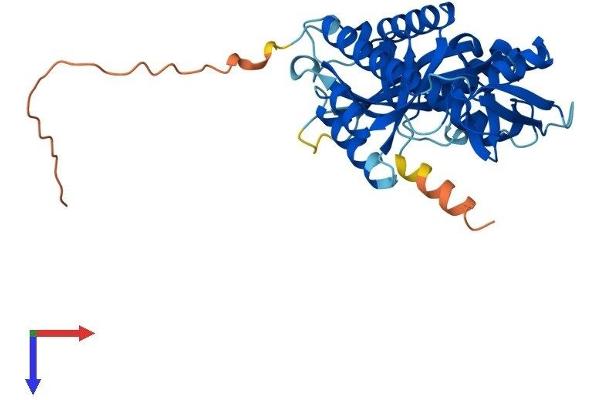 MRPL39 Protein (AA 1-336) (His tag)