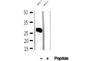 Western blot analysis of extracts of MCF-7 cells, using Mast Cell Chymase antibody. (CMA1 Antikörper  (C-Term))