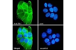 Immunofluorescence (IF) image for anti-Tight Junction Protein 1 (TJP1) (Internal Region) antibody (ABIN570961)