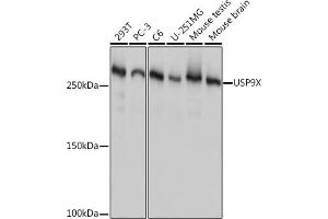 Western blot analysis of extracts of various cell lines, using USP9X Rabbit mAb (ABIN7271169) at 1:1000 dilution. (USP9X Antikörper)