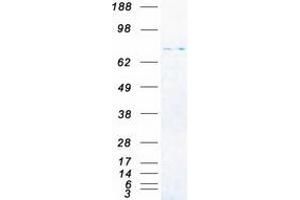 Western Blotting (WB) image for Transcription Factor E3 (TFE3) protein (Myc-DYKDDDDK Tag) (ABIN2733465)