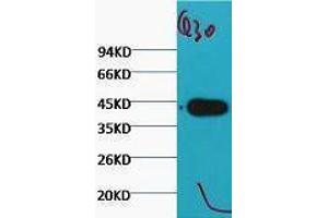 Western Blotting (WB) image for anti-Actin antibody (ABIN3181106) (Actin Antikörper)