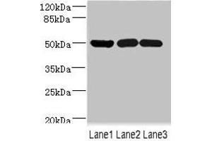 Western blot All lanes: IFRD1 antibody at 1.