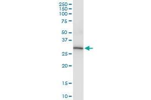 ANXA4 (Human) IP-WB Antibody Pair