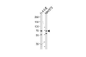 Western blot analysis of lysates from rat H-4-II-E, mouse NIH/3T3 cell line (from left to right), using HS Antibody (C-term) (ABIN1944844 and ABIN2839489). (Hsc70 Antikörper  (C-Term))