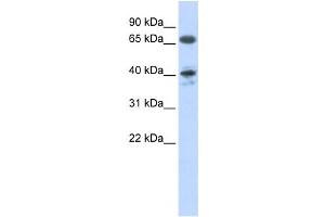 Western Blotting (WB) image for anti-Angiotensin II Receptor, Type 1 (AGTR1) antibody (ABIN2458631) (Angiotensin II Type-1 Receptor Antikörper)