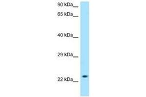SLC50A1 antibody  (AA 139-188)