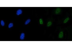 IF analysis of SLU7 using anti-SLU7 antibody (ABIN7601697). (SLU7 Antikörper  (AA 42-474))