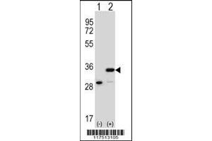 Western blot analysis of PHB using rabbit polyclonal PHB Antibody using 293 cell lysates (2 ug/lane) either nontransfected (Lane 1) or transiently transfected (Lane 2) with the PHB gene. (Prohibitin Antikörper  (AA 89-117))