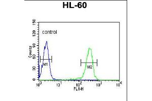 Flow cytometric analysis of HL-60 cells (right histogram) compared to a negative control cell (left histogram). (IGJ Antikörper  (N-Term))
