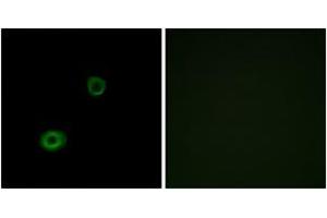 Immunofluorescence (IF) image for anti-MAS-Related GPR, Member X4 (MRGPRX4) (AA 271-320) antibody (ABIN2890900) (MRGPRX4 Antikörper  (AA 271-320))