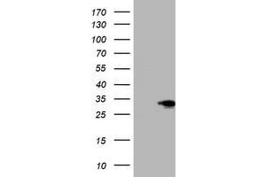 Western Blotting (WB) image for anti-SIX Homeobox 1 (SIX1) (AA 1-284) antibody (ABIN1490702) (SIX Homeobox 1 Antikörper  (AA 1-284))