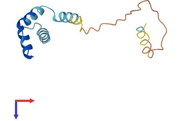RPLP2 Protein (AA 1-115) (His tag)