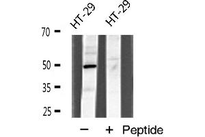 Western blot analysis of I-TRAF expression in HT-29 cells (TANK Antikörper  (Internal Region))