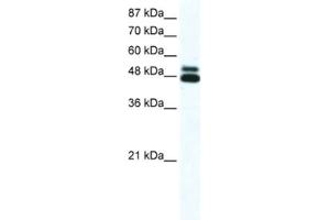 Western Blotting (WB) image for anti-Cholinergic Receptor, Nicotinic, beta 2 (Neuronal) (CHRNB2) antibody (ABIN2463732) (CHRNB2 Antikörper)