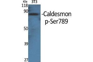 Western Blot (WB) analysis of specific cells using Phospho-Caldesmon (S789) Polyclonal Antibody. (Caldesmon Antikörper  (pSer789))