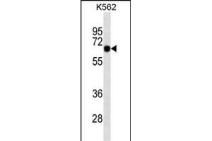 SOX9 Antibody (ABIN1539825 and ABIN2843808) western blot analysis in K562 cell line lysates (35 μg/lane). (SOX9 Antikörper  (AA 41-70))