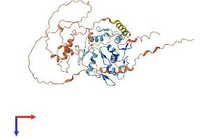 FEZF2 Protein (AA 1-459) (His tag)