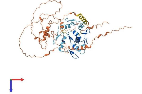 FEZF2 Protein (AA 1-459) (His tag)